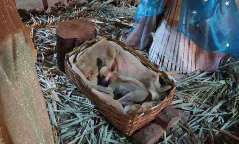 Foto: Cortesía Adoptan al perrito que fue captado mientras dormía en un Nacimiento
