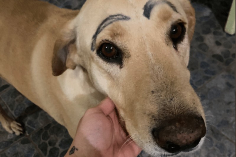 Foto: Cortesía “No descansaré hasta hallar al culpable”: Perrito sale de casa y regresa con cejas pintadas