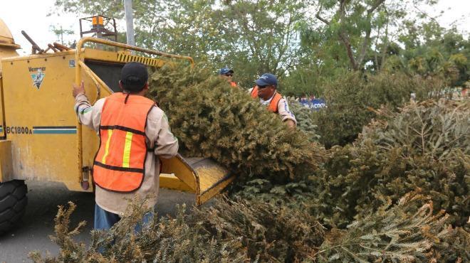 Foto: Cortesía OOSL buscará recolectar más 5 mil árboles tras concluir temporada navideña