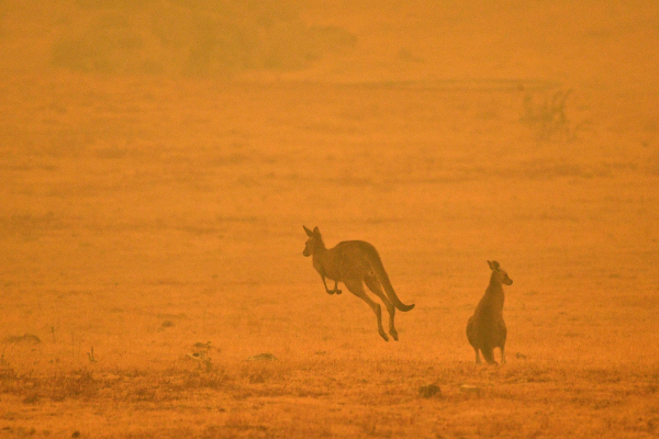 Foto: Cortesía Incendios forestales en Australia están fuera de control