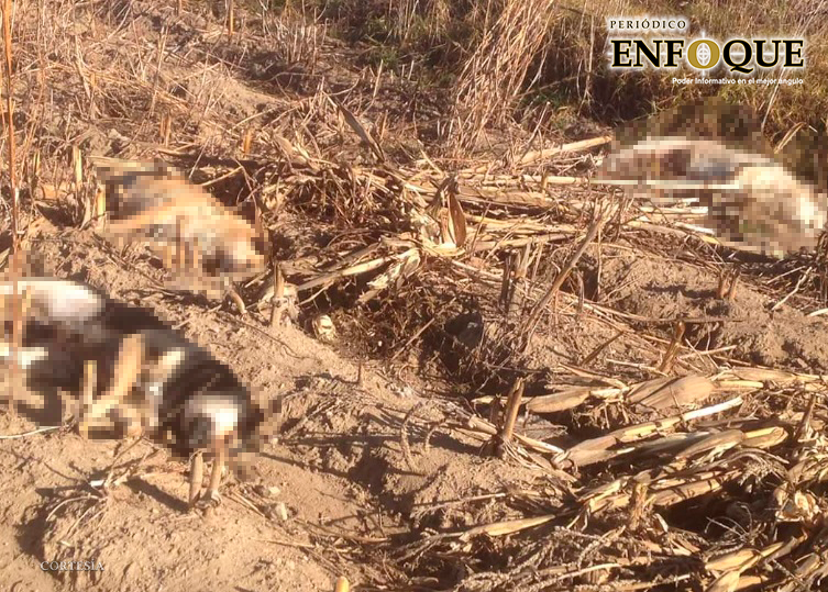 Foto: Cortesía Incineran a 57 perros que fueron envenenados en San Miguel Canoa