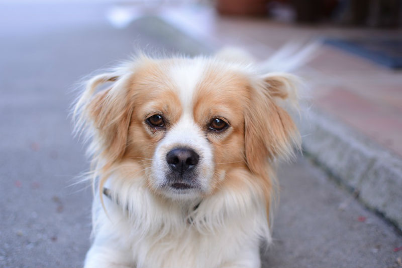 Foto: Cortesía Por coronavirus, China ordena deshacerse de mascotas