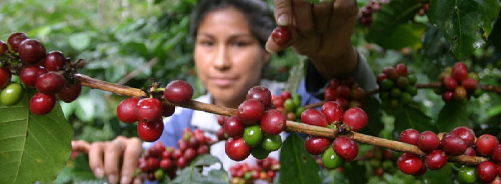 Foto: Cortesía Precio para productores inician el año con un alza de 1.18 por ciento anual