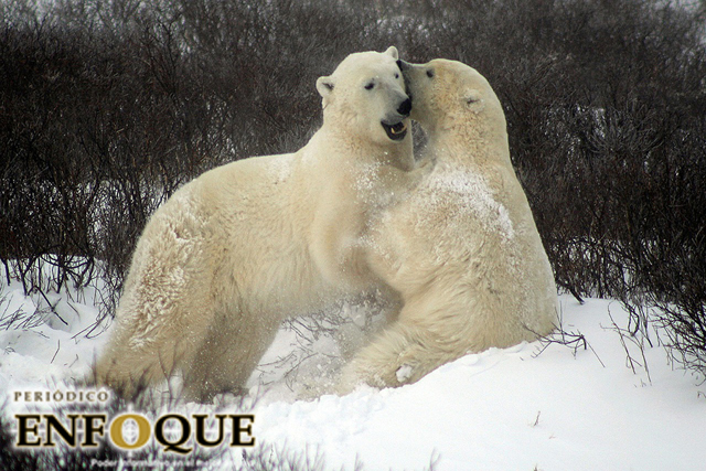 Foto: Cortesía Aumenta Canibalismo entre osos polares debido a cambio climático