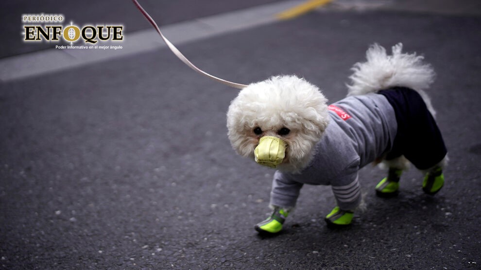 Foto: Cortesía Mascotas no deben entrar en contacto con personas diagnosticadas con Covid-19: UPAEP