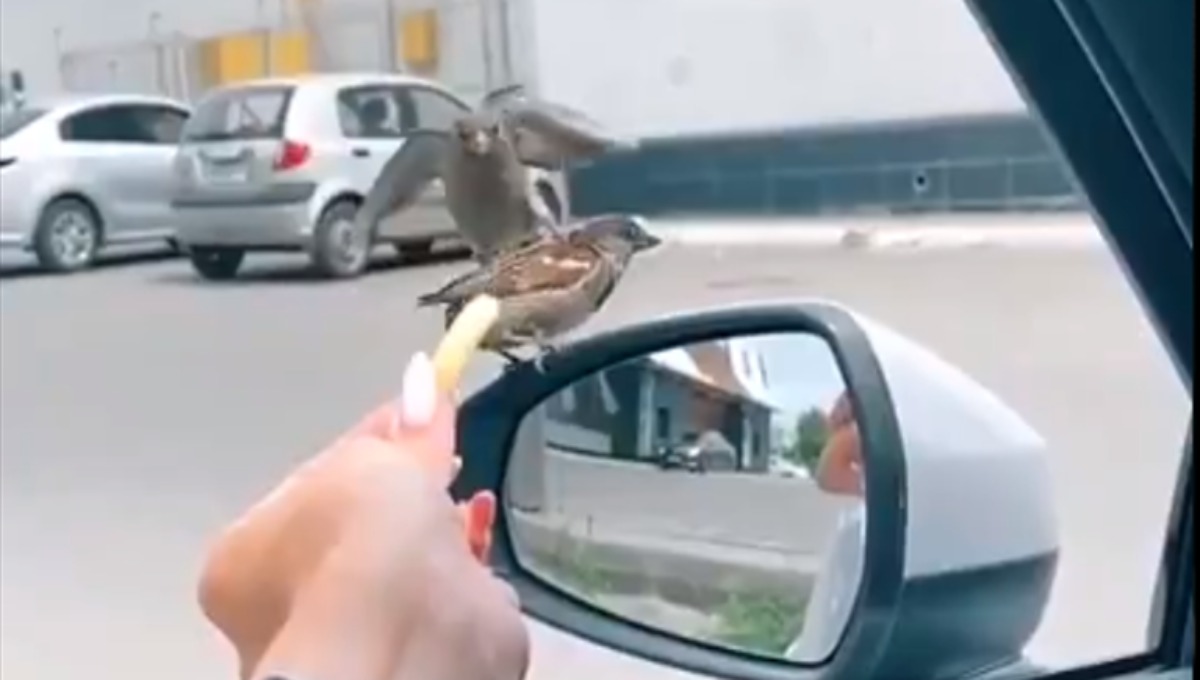 ¿Supervivencia del mas fuerte? Con ‘patada voladora’ ave roba comida a otra (Video)