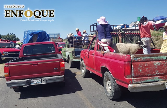 Desafían comerciantes de San Andrés Calpan a Coronavirus, instalan tianguis ganadero 