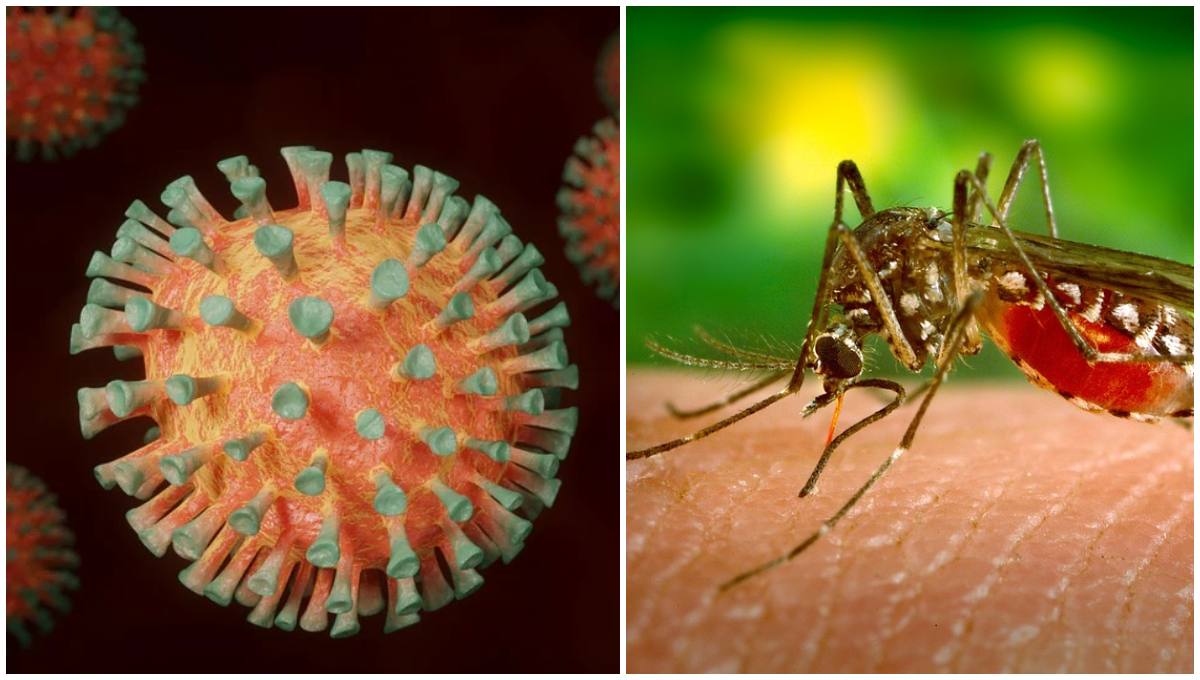 Foto: Cortesía Niña de 7 años contrae COVID-19 y Dengue en Baja California Sur