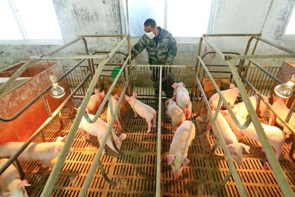 Foto: Cortesía China minimiza peligro de la cepa de gripe porcina G4; no se transmite fácilmente a los humanos