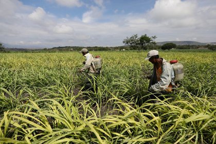 Foto: Cortesía Consejo Nacional Agropecuario busca que edad mínima para trabajar en el campo sea de 15 años