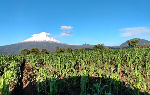 Foto: Cortesía Genera Covid-19 baja de ventas de productos de maíz azul en un 80% en San Mateo Ozolco
