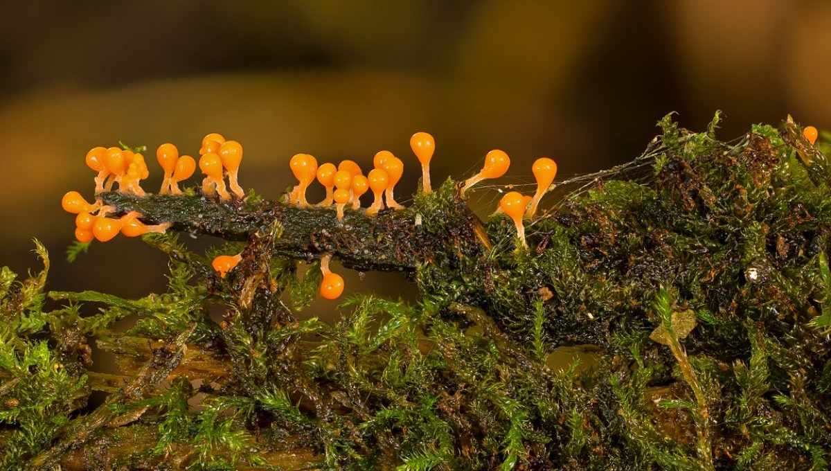 Foto: Cortesía Una mas del 2020: Detectan a persona infectada con ameba “comecerebros”
