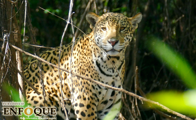Foto: Cortesía Jaguar Mexicano en peligro: sus colmillos y pieles se usan en china como afrodisíaco