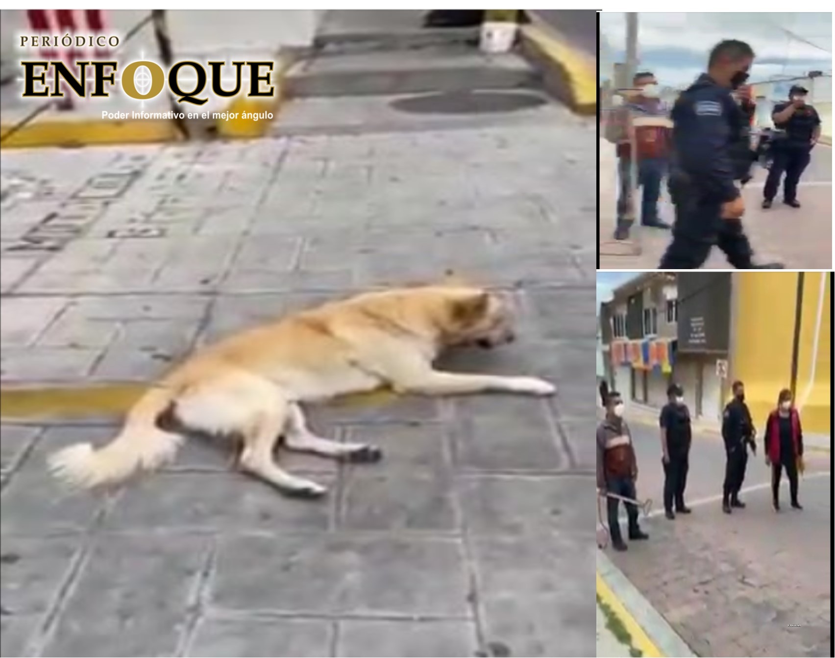Foto: Cortesía En redes sociales acusan a alcaldesa de Tecamachalco de utilizar fuerzas públicas para “matar” a perros (Video)