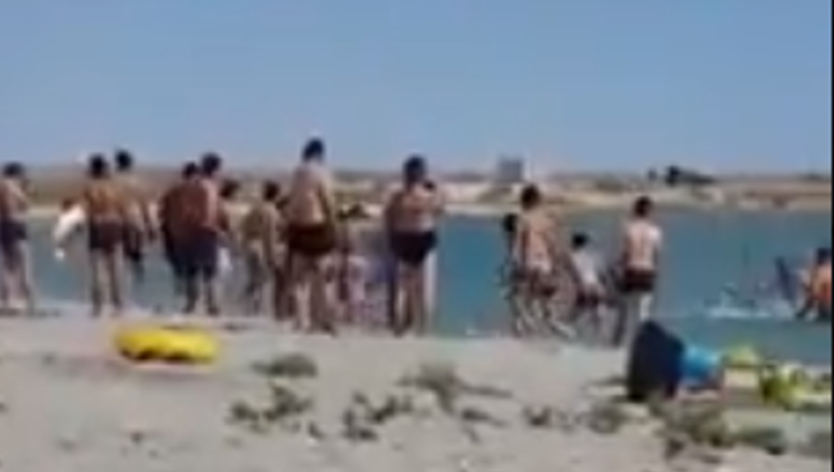 Foto: Cortesía Turistas golpean con palos y piedras a una foca para tomarse una foto