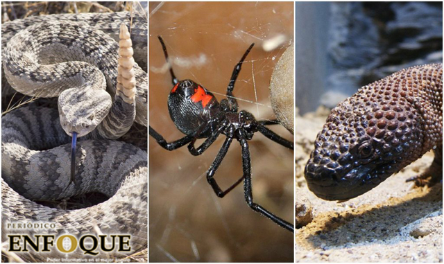 Foto: Cortesía Los 5 animales más venenosos y como identificarlos