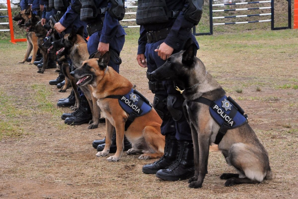 Foto: Cortesía SSC gasto un millón 386 mil en la adquisición de 10 perros policías