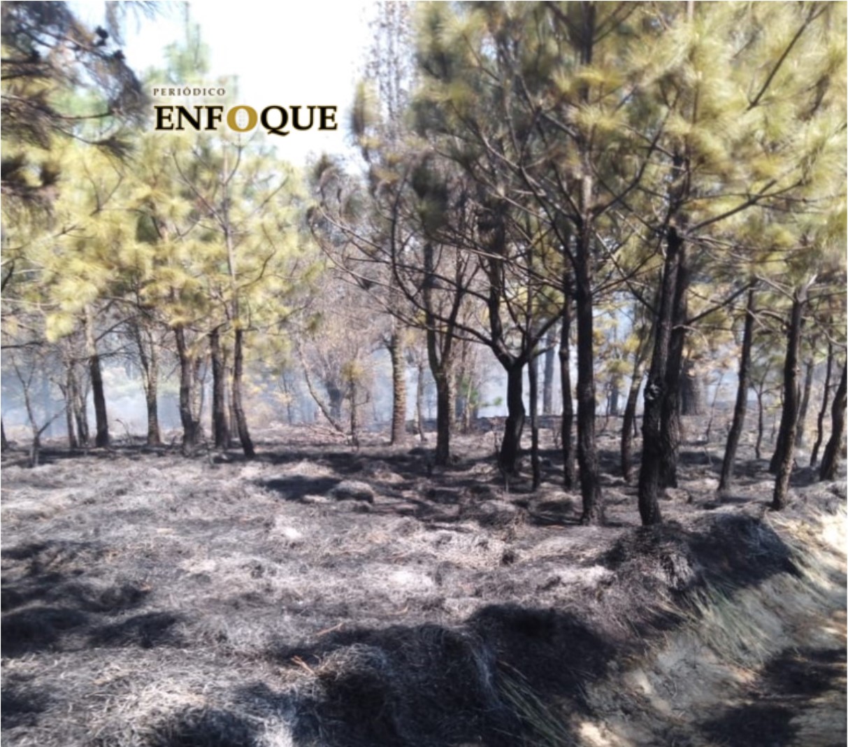 Foto: Marisol Oropeza Disminuyen incendios forestales en municipios poblanos