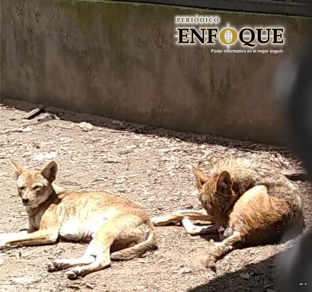 Foto: Cortesía En su programa de conservación, el Parque Flor del Bosque alberga a mil 45 ejemplares de animales