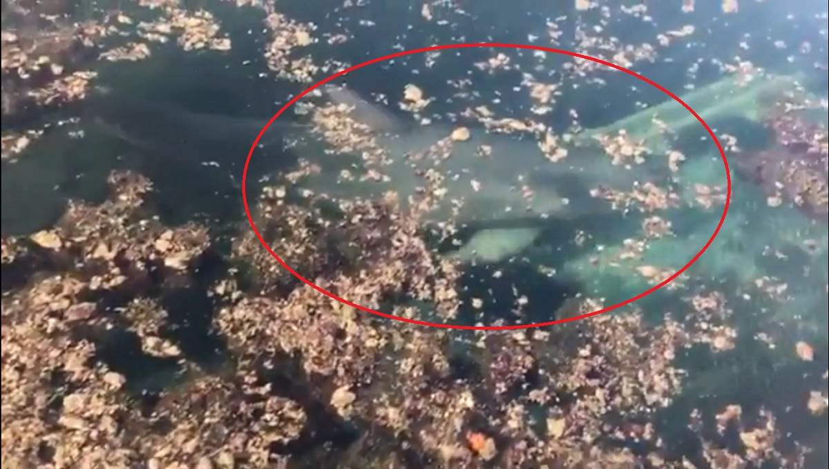 Indigna video de delfines abandonados en el estanque de un complejo turístico