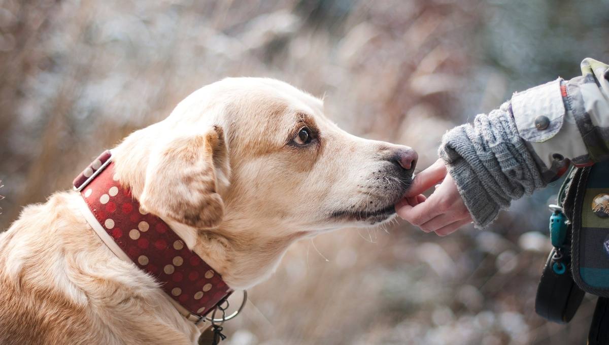 Foto: Cortesía Día Mundial del Perro: ¿Por qué es bueno para la salud tener un lomito?