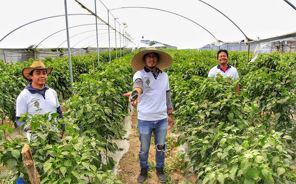 Foto: Cortesía Productores prevén baja del 50% en ventas de insumos para Chiles en Nogada
