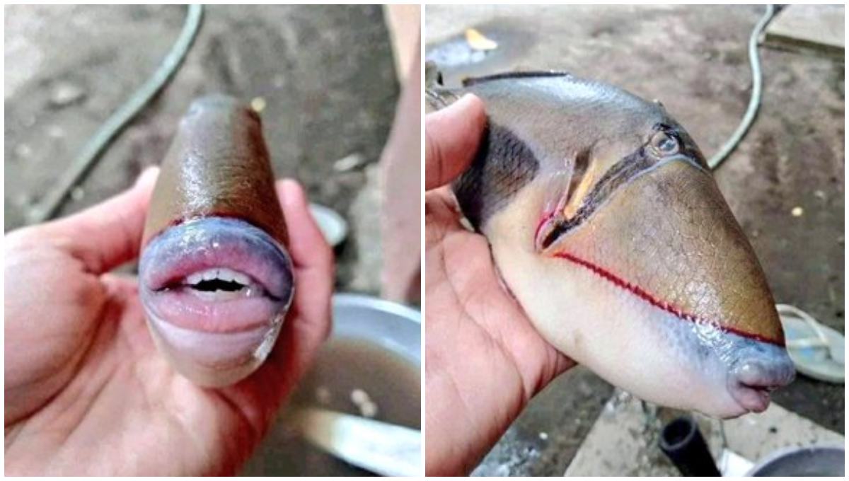 Foto: Cortesía Causa terror la captura de un pez ballesta con “boca y dientes de humano”