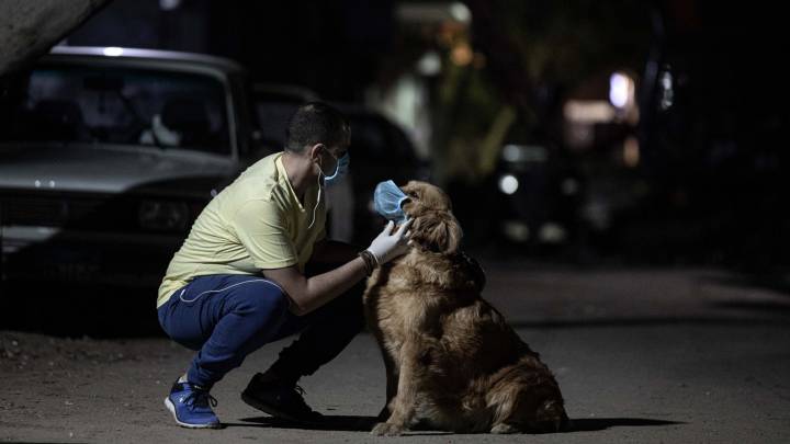 Foto: Cortesía ¡Una más de 'lomitos'! Los perros son capaces de detectar personas contagiadas de COVID-19: estudio