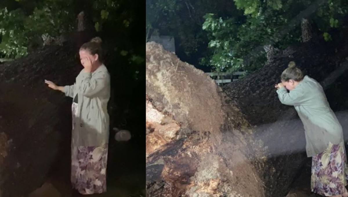 “Cayó mi árbol” Mujer le llora a nogal de 100 años arrancado por tormenta “Hanna”