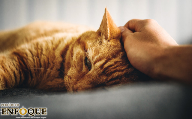 Foto: Cortesía Un gato da positivo de Covid-19 después de ser contagiado por sus dueños