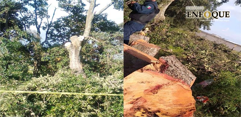 Foto: Cortesía Denuncian tala ilegal de árboles en Amozoc