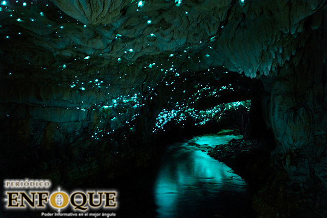 Foto: Cortesía Cuevas de Waitomo, luminiscencia en Nueva Zelanda