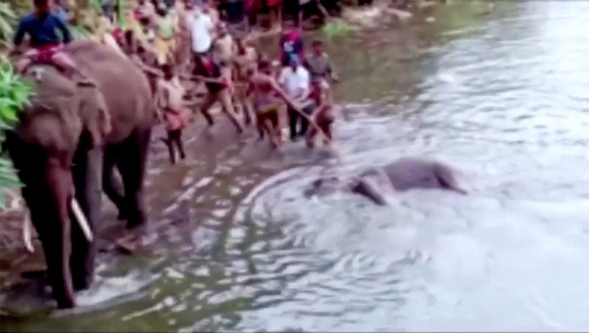 Foto: Cortesía Arrestan a sujeto que alimentó con explosivos a elefanta embarazada en la India