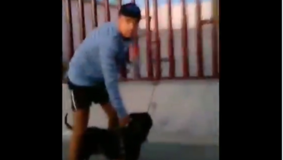 Foto: Cortesía Sujetos utilizan a sus pitbull para atacar a perros callejeros en Edomex (Video)