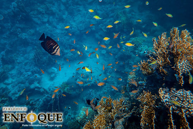 Foto: Cortesía Estados Unidos permite la pesca en regiones protegidas