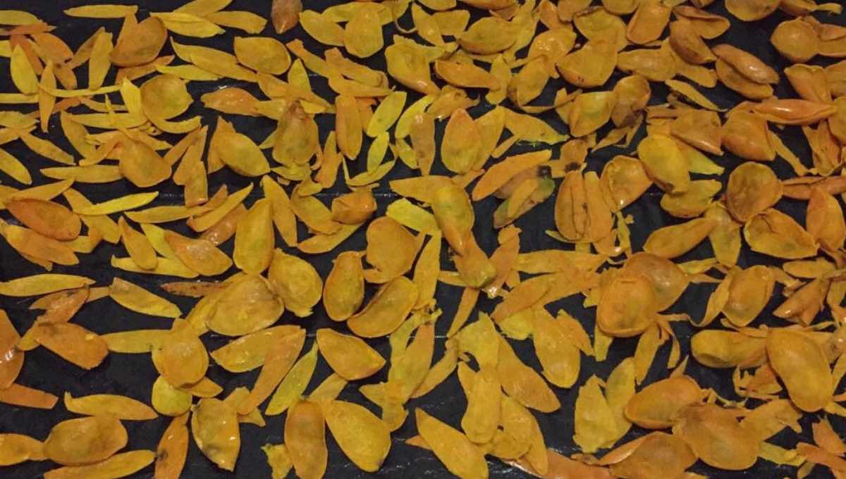 Foto: Cortesía Cáscara de mango funciona como antibacterial y cicatrizante: IPN