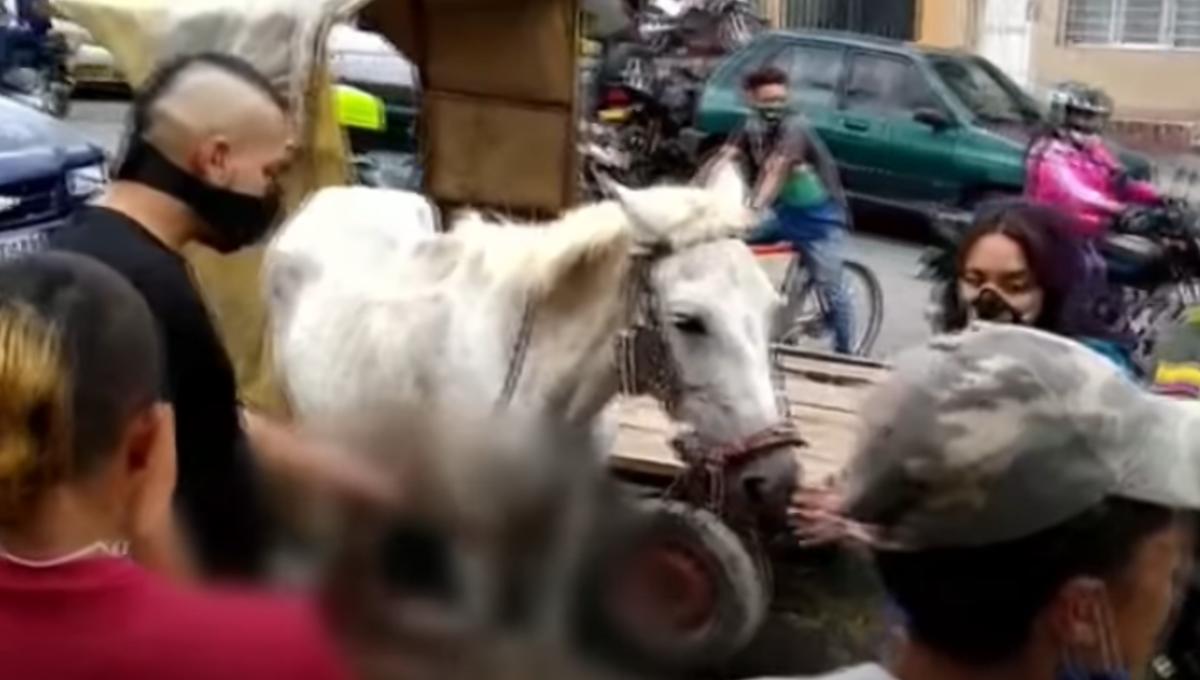 Mientras era explotada como animal de carga, yegua da a luz en plena calle (Video)