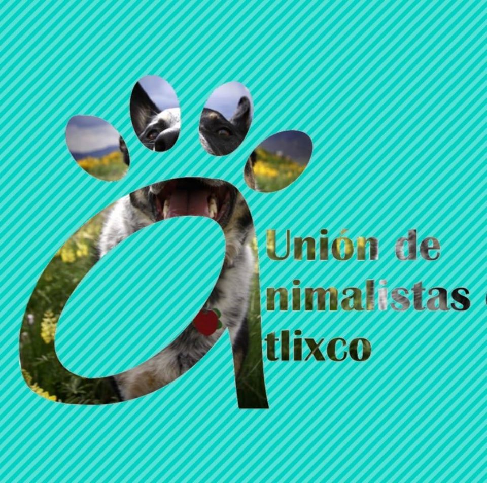 Foto: Cortesía Pide organización Unión de Animalistas de Atlixco alto al maltrato animal