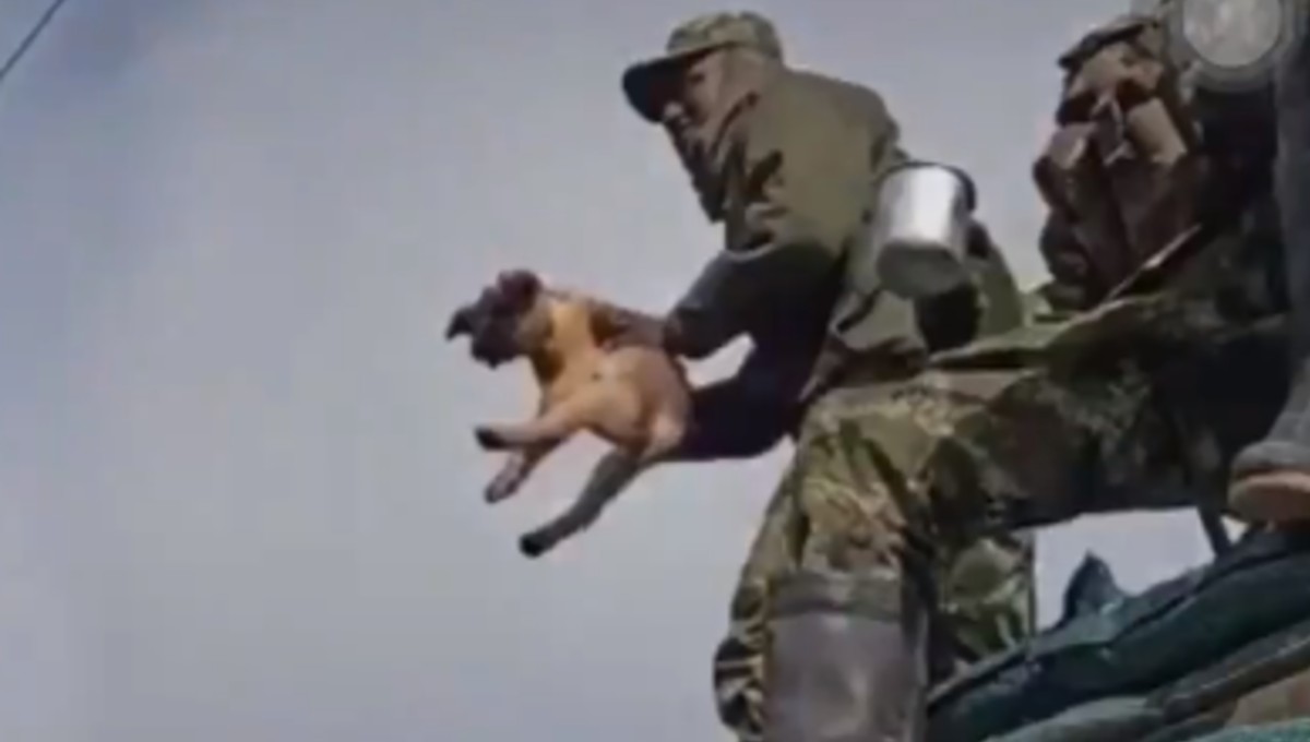 Foto: Cortesía Indignante: Captan a militares maltratando a un perrito “por diversión”