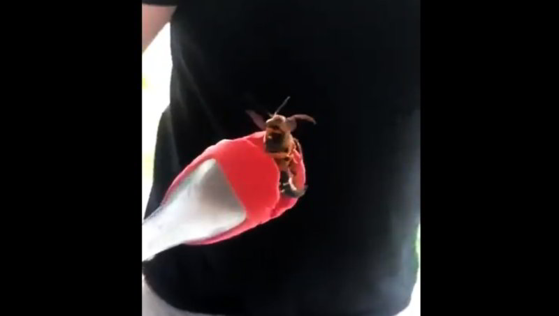 Foto: Cortesía ¿Ya llegó a México? Capturan presunto “avispón asesino” en Monterrey (Video)