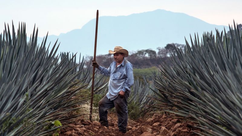 Foto: Cortesía Tequila, unas rancheras con Vicente Fernández y otras notas para que se te olvide el COVID-19