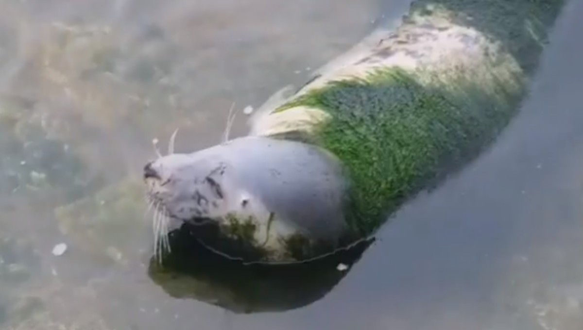 Desgarradoras imágenes: animales muertos y abandonados en zoo; exigen su cierre (Video)