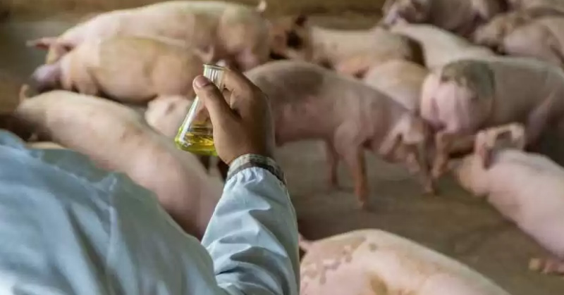 ¿Por qué los científicos están 'en alerta' por la nueva cepa de influenza H1N1?