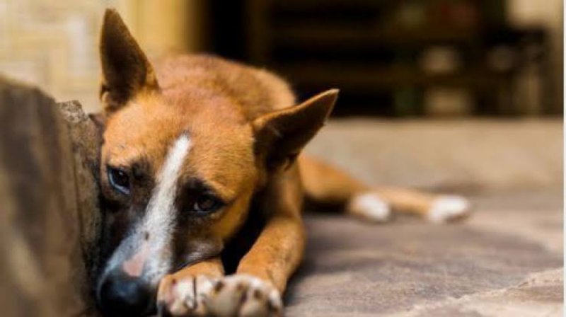 Foto: Cortesía Proponen cuatro años de cárcel para quien abandone mascotas