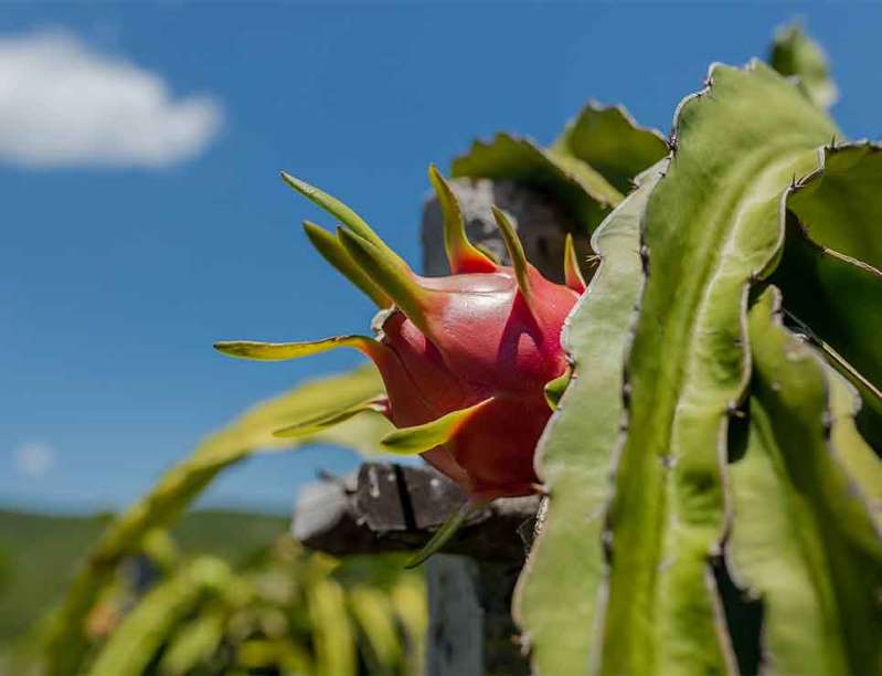 Foto: Cortesía Pitahaya: el oro rosa de la Mixteca poblana
