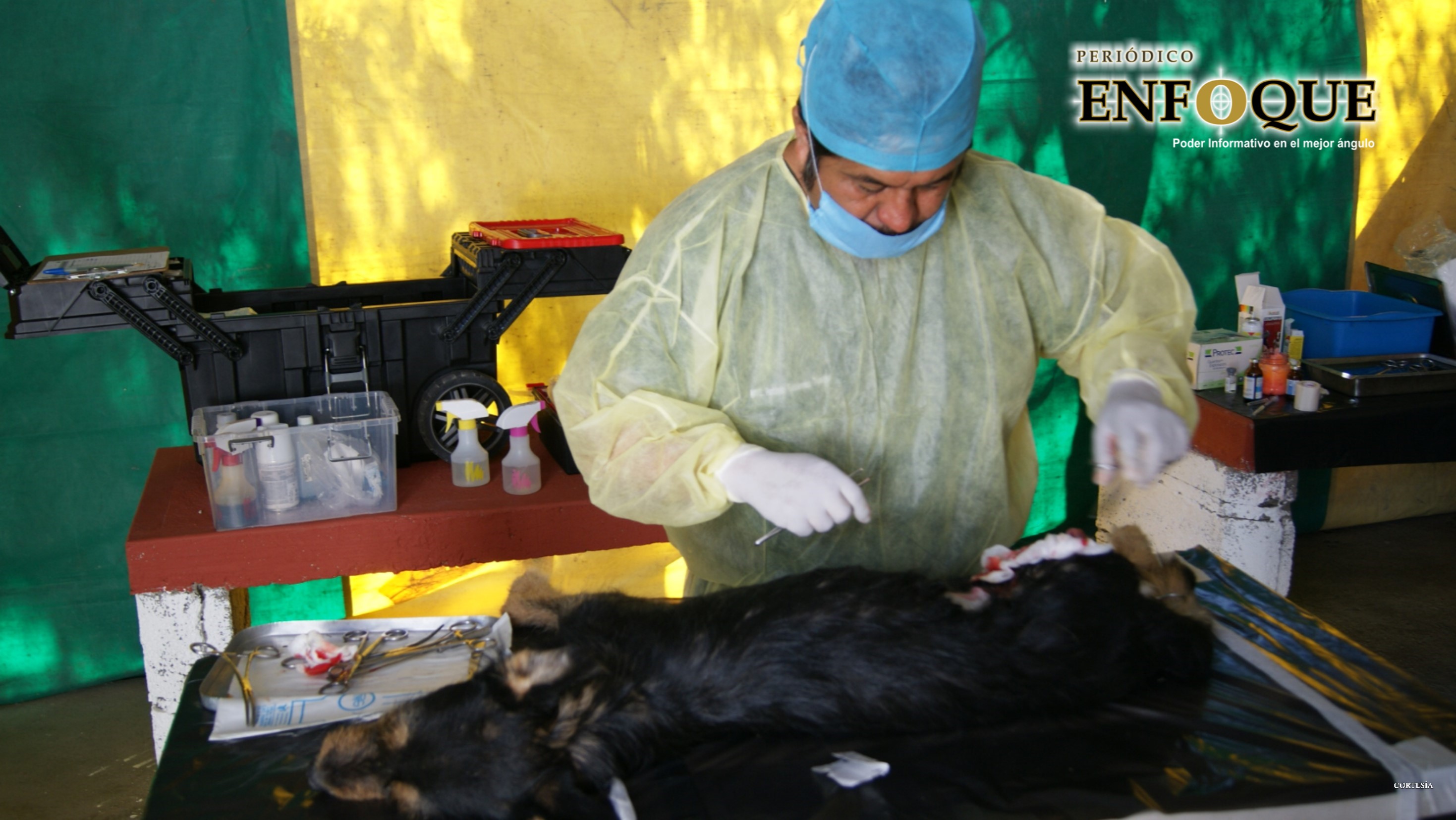 Foto: Cortesía Acercan jornada de esterilización Canina y Felina en Tecali