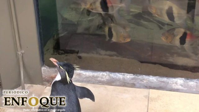 Foto: Cortesía Pingüinos se pasean mientras acuario cierra por coronavirus
