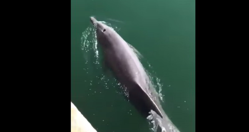 Foto: Cortesía Delfines visitan canales de Venecia; cuarentena ha limpiado el agua