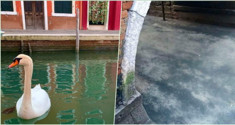 Foto: Cortesía Peces, Gansos y hasta Delfines aparecen en los Canales de Venecia limpios, gracias al Coronavirus