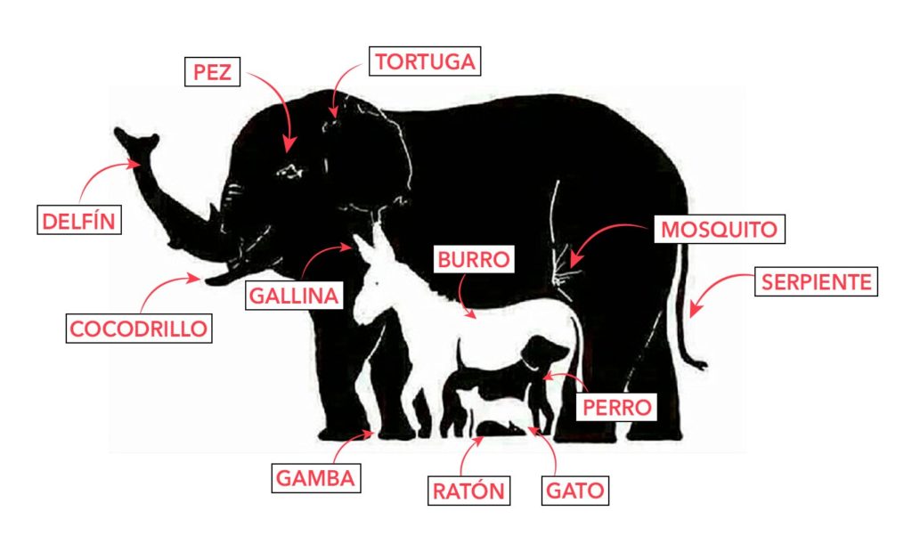 animales2